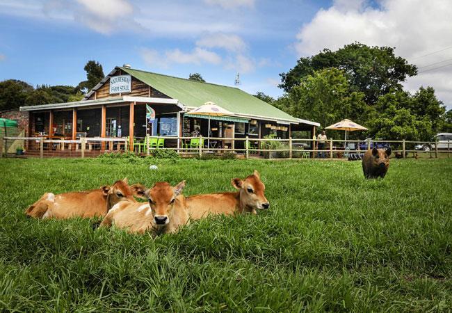 Nature'S Valley Health Retreat A Hide Away In The Forest Luaran gambar